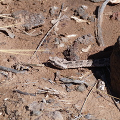 Bothrops ammodytoides