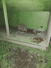 Erinaceus roumanicus