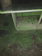 Erinaceus roumanicus