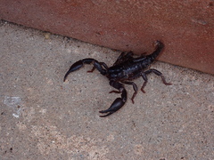 Heterometrus laoticus
