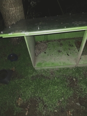 Erinaceus roumanicus