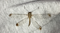 Suhpalacsa dietrichiae