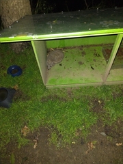 Erinaceus roumanicus