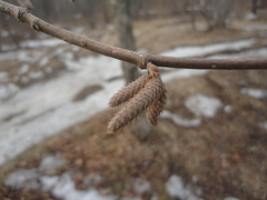 Corylus sieboldiana mandshurica