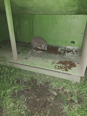 Erinaceus roumanicus