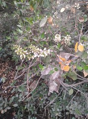 Derris trifoliata