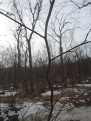 Corylus sieboldiana mandshurica