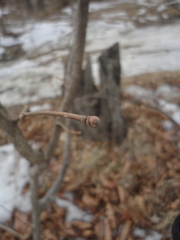 Corylus sieboldiana mandshurica