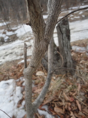 Corylus sieboldiana mandshurica