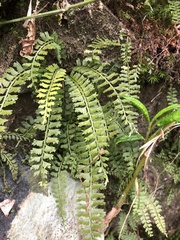 Asplenium gueinzianum