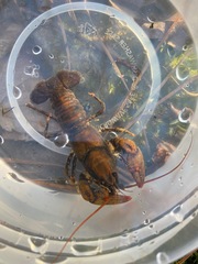 Cambarus howardi