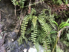 Asplenium gueinzianum