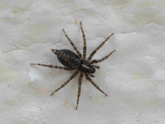 Textrix denticulata