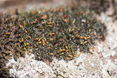 Grimmia orbicularis