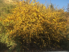 Fremontodendron