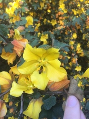 Fremontodendron
