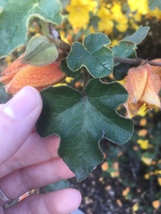 Fremontodendron