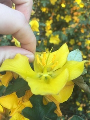 Fremontodendron