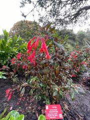 Fuchsia triphylla