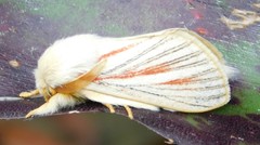 Grammodora nigrolineata