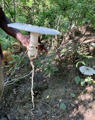 Termitomyces schimperi
