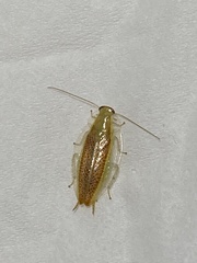 Mediastinia