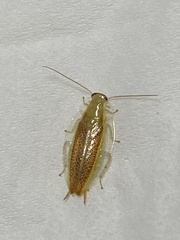 Mediastinia
