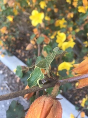 Fremontodendron