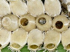 Trachythorax maculicollis