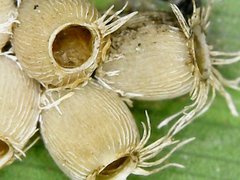 Trachythorax maculicollis