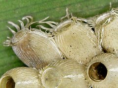 Trachythorax maculicollis