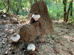 Termitomyces schimperi