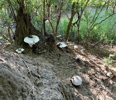 Termitomyces schimperi