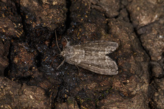 Demopsestis punctigera