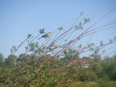 Motacilla flava beema