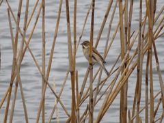 Emberiza schoeniclus