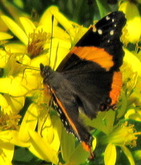 Vanessa hippomene hippomene