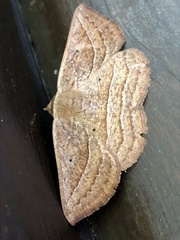 Nadagara xylotrema
