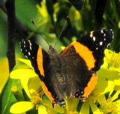 Vanessa hippomene hippomene