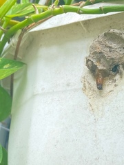 Sceliphron madraspatanum