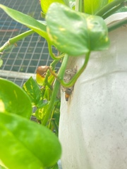 Sceliphron madraspatanum