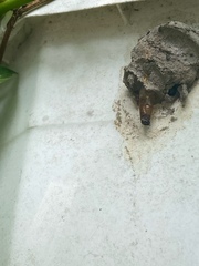 Sceliphron madraspatanum