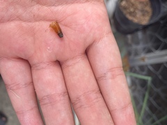 Sceliphron madraspatanum