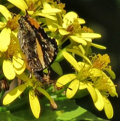 Vanessa hippomene hippomene