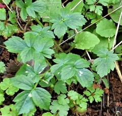 Smyrnium perfoliatum