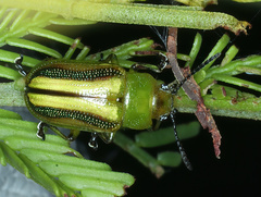 Calomela juncta