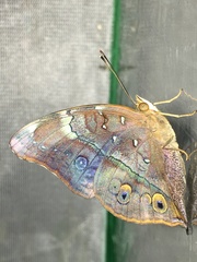 Doleschallia bisaltide pratipa