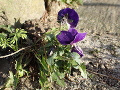 Viola × wittrockiana