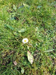 Bellis perennis