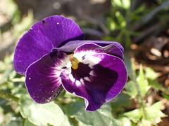 Viola × wittrockiana